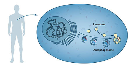 autofagia_nobel_prize